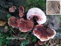 A-Amanita